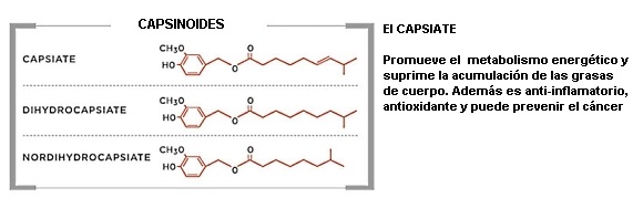 Capsinoides